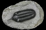 Morocconites Trilobite Fossil - Beautiful Detail #130524-1